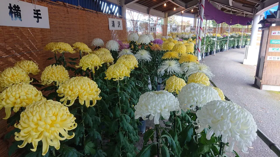 よこて菊まつり