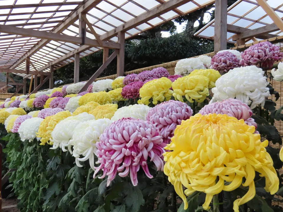 Okayama Korakuen Chrysanthemum Exhibition