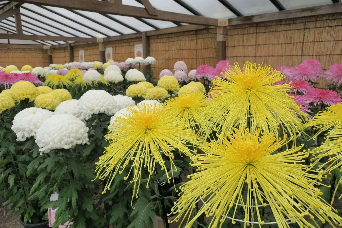 三溪園 菊花展
