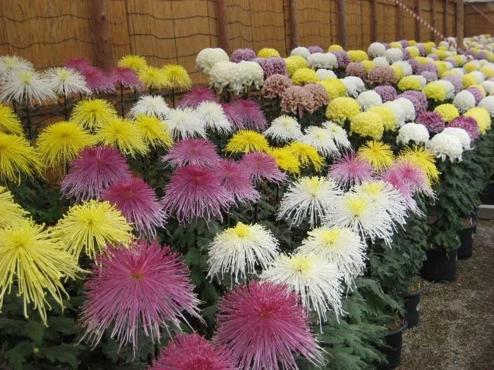 第98回 明石公園菊花展覧会
