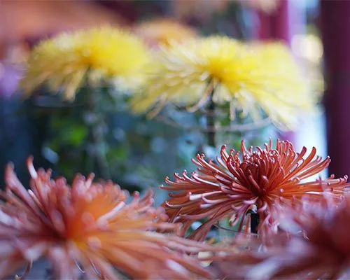 119th Kasama Chrysanthemum Festival