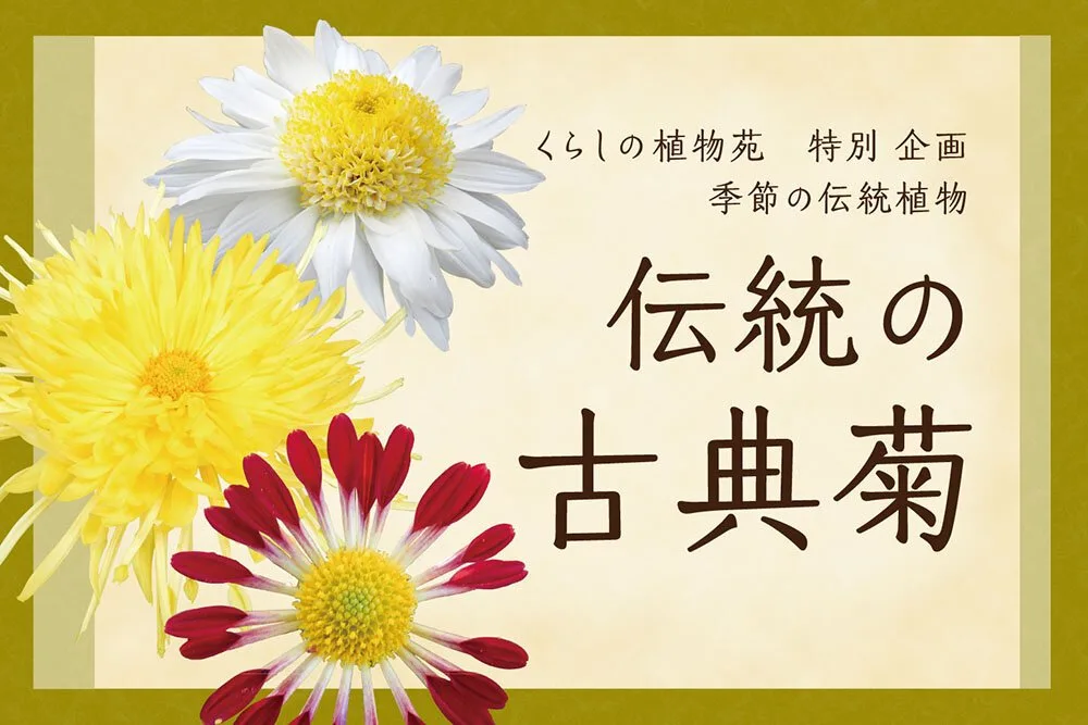Traditional Classical Chrysanthemums at the National Museum of Japanese History