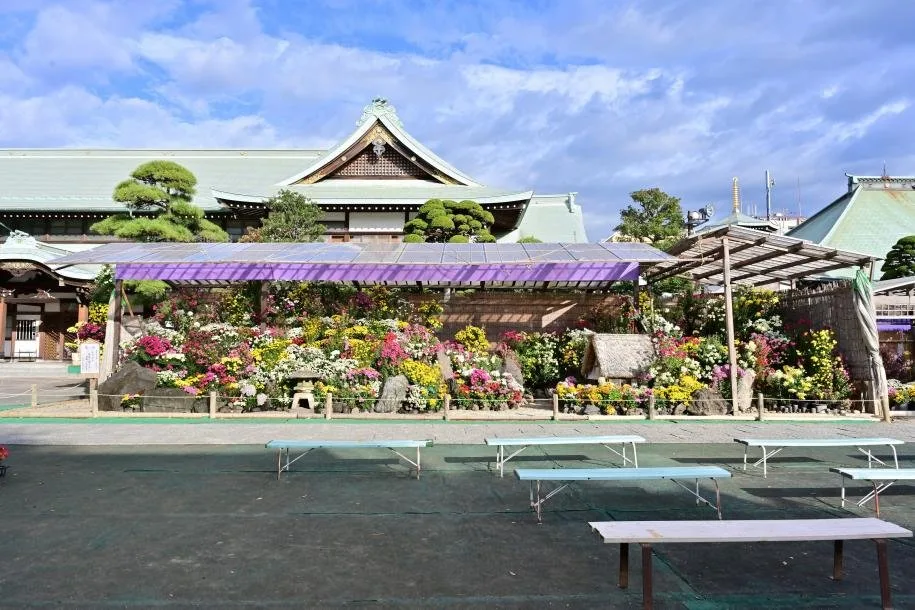 Yogo Chrysanthemum Show at Zenyoji Temple