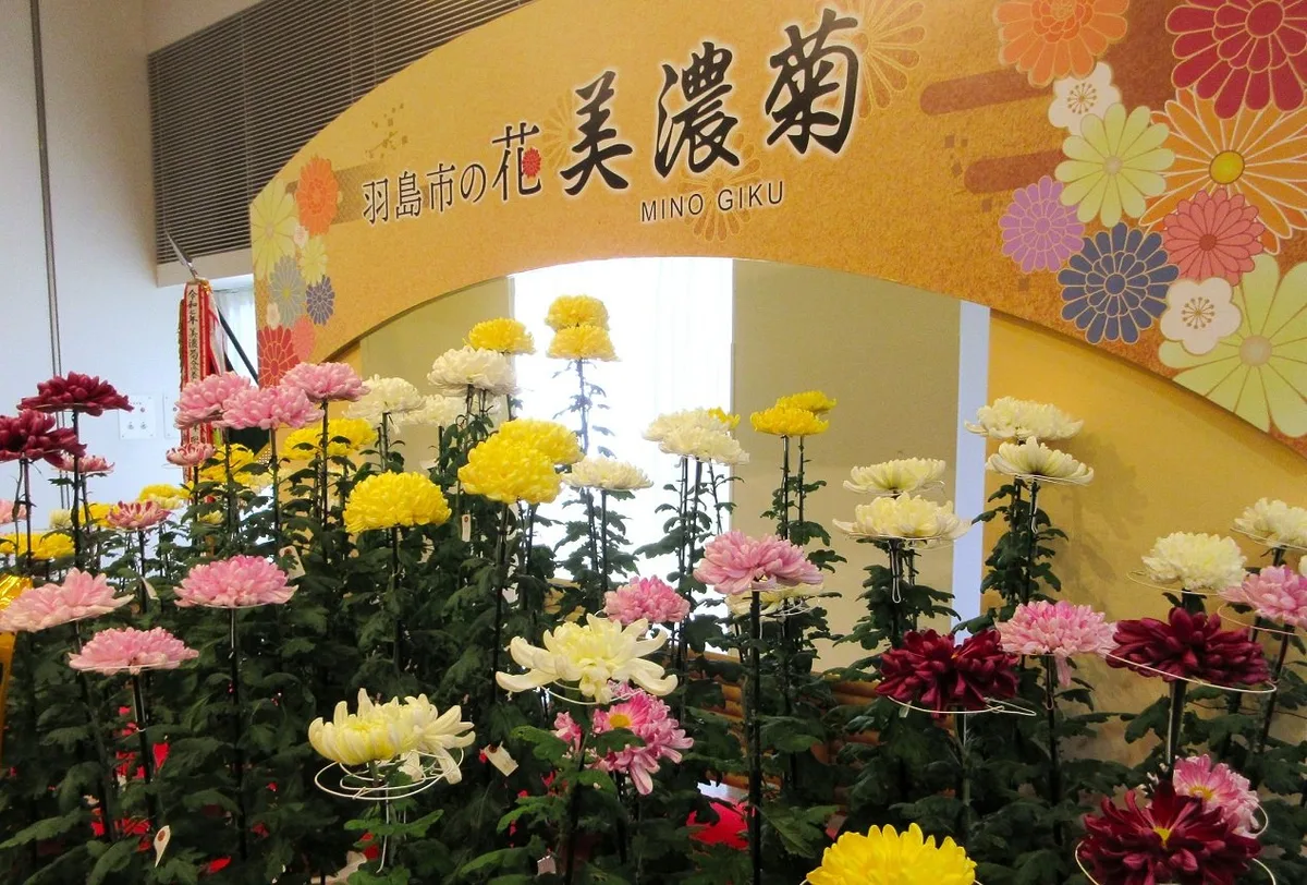 羽島美濃菊展