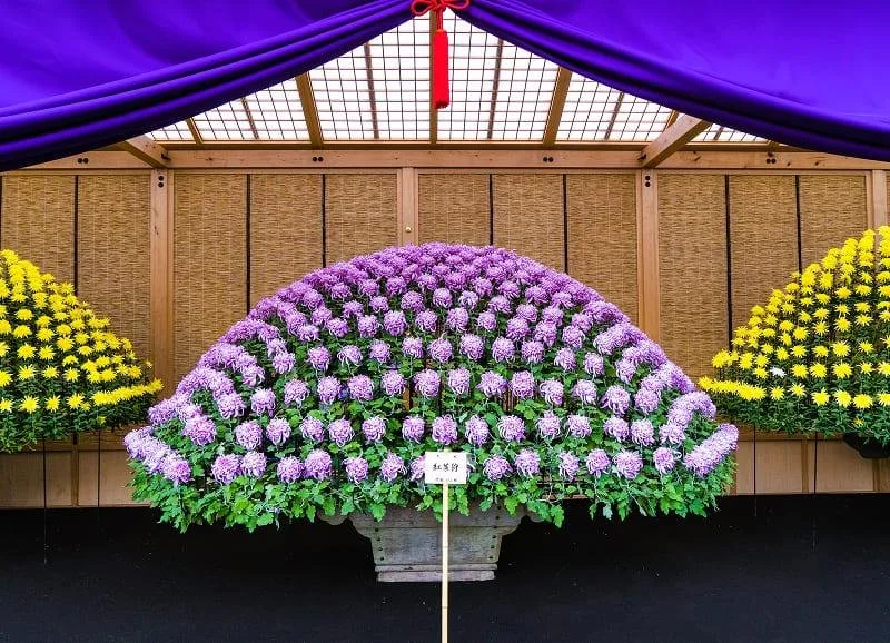 新宿御苑 菊花壇展