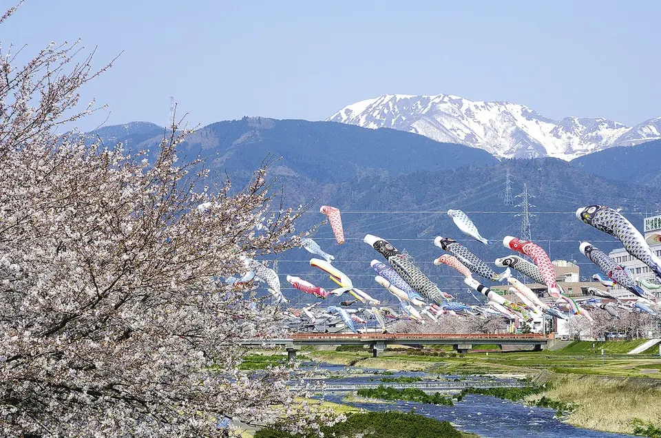 Aikawa River Koinobori Swimming