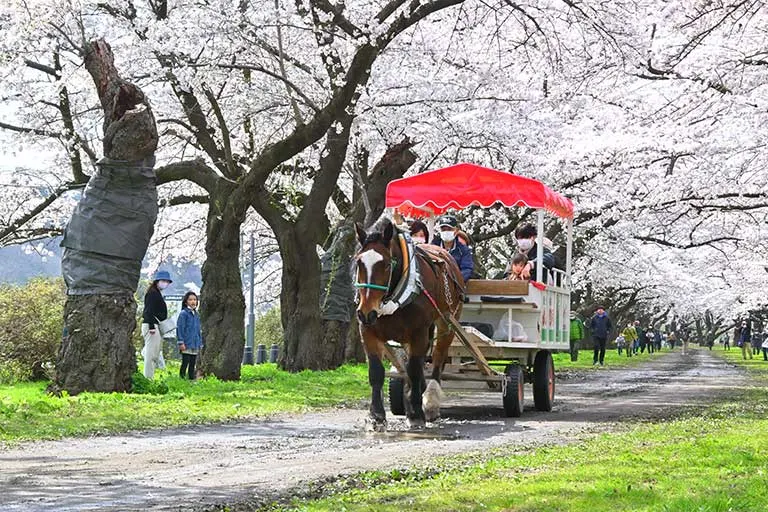 Kitakami Tenshochi Cherry Blossom Festival Koinobori