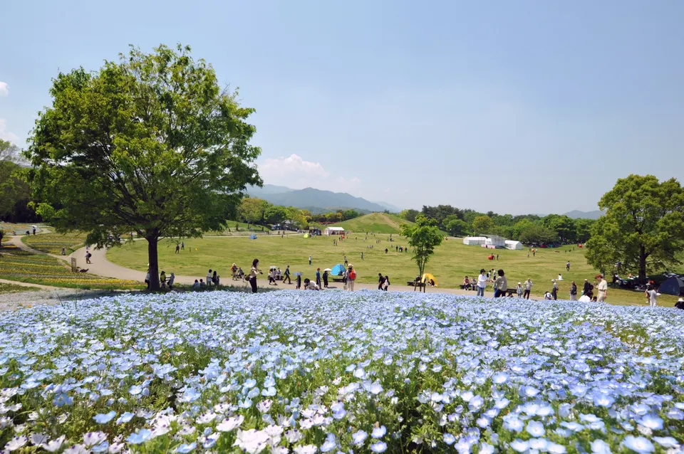 Sanuki Manno Park Koinobori Display