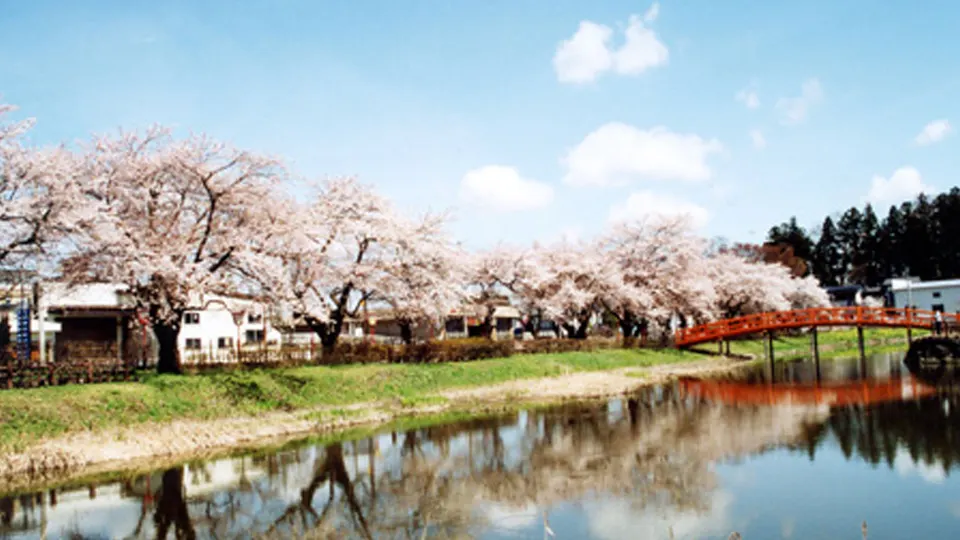 Nashiki Park Cherry Blossoms and Koinobori