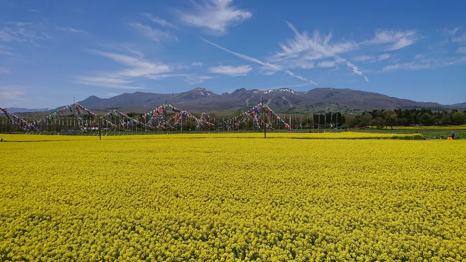 Nasu Heartful Farm Rapeseed Flowers and Koinobori
